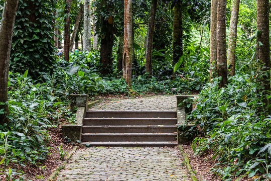 Parque da tijuca