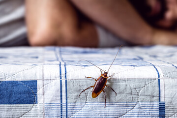 cockroach climbing on a bed, man sleeping in the background, insect problems at home, need for...
