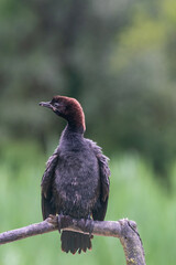 The pygmy cormorant (Microcarbo pygmaeus)