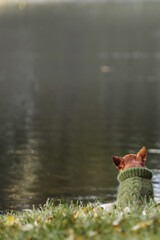 Warmly dressed small dog sits on morning walk and looks at the haze on the water.