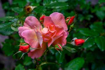 Pink roses in the garden of pink roses.