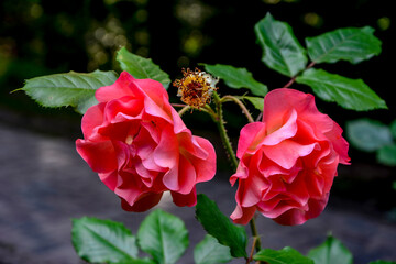 Pink roses in the garden of pink roses.