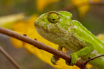 Colorful chameleon in nature. Colorful chameleon climbing on a tree