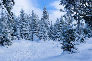 snow covered trees