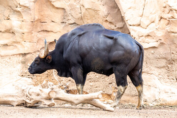 Gaur (Bos gaurus), also called seladang or Indian bison