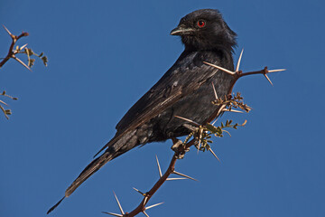 Fork-tailed Drongo Dicrurus adsimilis 4840