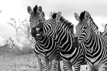 Fototapeta na wymiar Zebra Stallions 13829 BW