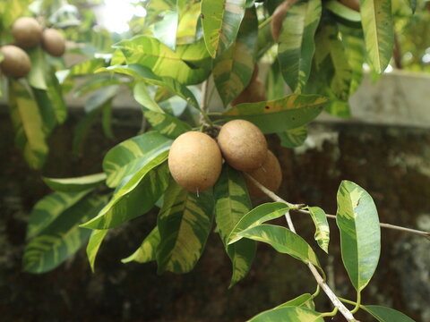 Manilkara zapota, commonly known as sapodilla, sapota, chikoo, chico, naseberry, or nispero or sawo as Indonesia said is a long-lived fruit. Many times mentioned as indonesian skin tone