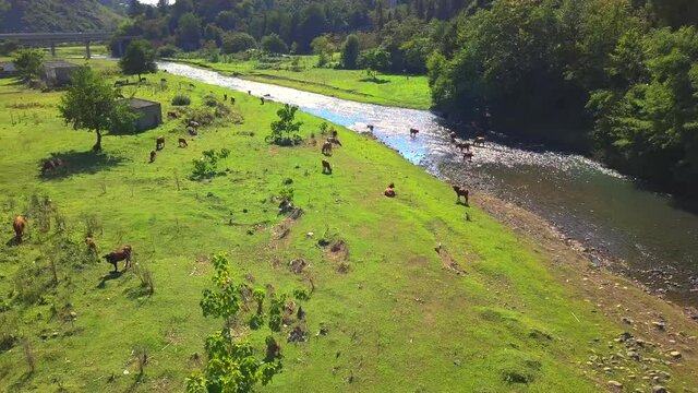 Aerial view of herd of cows in green meadow next to river. An unmanned plein-air of river and green field with a herd of cows. Georgia. drone takes pictures from above as cows graze.