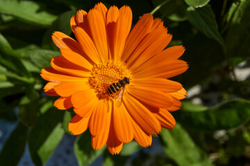 The fly (lat. Syrphus ribesii) collects nectar and pollen from calendula flowers. Autumn.