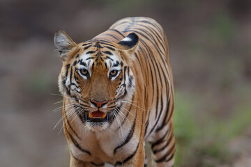 Fototapeta na wymiar Portrait of a Female tiger in Tadoba National Park in India