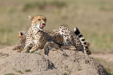 Cheetah mother taking care of her (in total 6)  cubs in the Masai Mara Game Reserve in Kenya