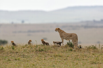 Cheetah mother taking care of her (in total 6)  cubs in the Masai Mara Game Reserve in Kenya