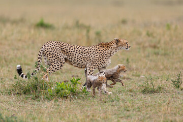 Cheetah mother taking care of her (in total 6)  cubs in the Masai Mara Game Reserve in Kenya
