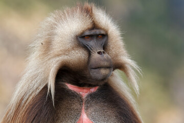 Portrait of a Gelada baboon male in the Simien Mountains National Park in Ethiopia - Powered by Adobe