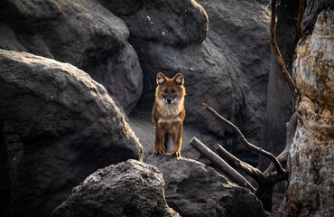 Obraz na płótnie Canvas Dhole or Asiatic wild dog (Cuon alpinus) on a cliff in captivity