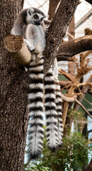 Ring-tailed lemur (Lemur catta) in a palm house, one lemur - three ringed tails