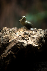Hungarian meadow viper (Vipera ursinii rakosiensis) looking over a log