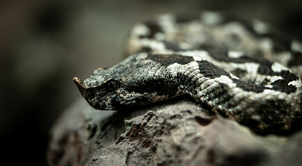 Horned viper (Vipera ammodytes) close-up