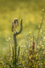 Burrowing Owl Perching