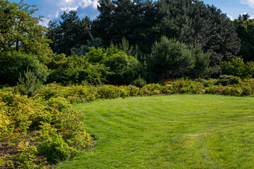 Naklejka premium glade with green grass and a landscape bed of bushes with flowering growing in a park with evergreen pine trees landscape design of summer plants with meadow copy space, nobody.