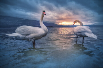 Swans in closeup with a wide angle lens in Greece - ioannina lake (epirus)