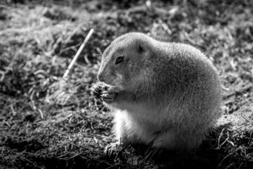 Prairie Dog Eating