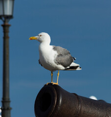 Seagull on  a canon