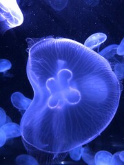 Moon Jellyfish, Aurelia Auri, at aquarium