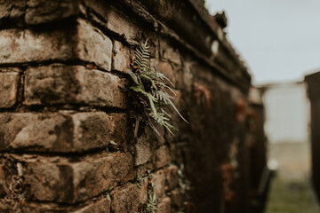 New plant life growing from death on the side of a tomb in New Orleans
