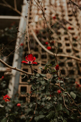 A red flower growing in thorny, green bush.