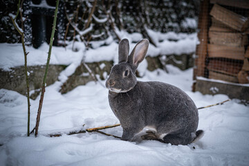 Silver grey rabbit in snow
