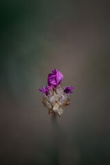 A beautiful spring flower or bud