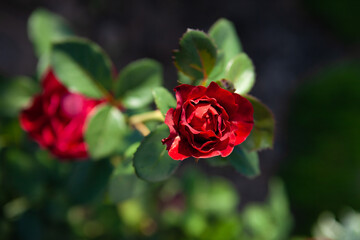 red rose bud on background