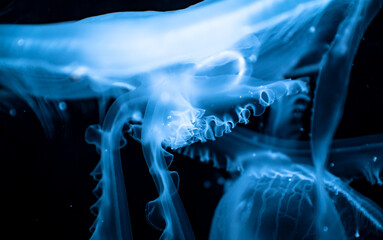 Moon jellyfish (Aurelia aurita), texture close-up © firesalamander