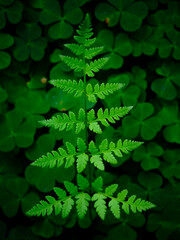 green fern background