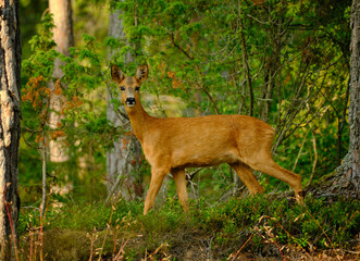 deer in the forest