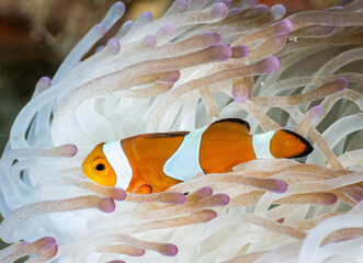 Fish in Indonesia