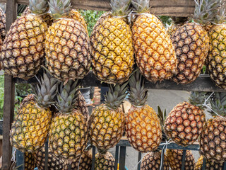 Pineapple or Ananas comosus hanging for sale on the open market. Pineapple is native to Brazil and Paraguay, countries in South America.