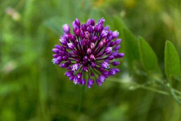 Wild onion flower. A voluminous spherical inflorescence of purple color with small seeds. Top view. Wild flowers. Summer plant background.