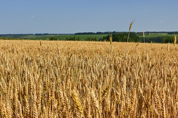 The golden field of wheat is maturing. Spikelets of wheat, a distant green meadow. The theme of agriculture, a rich harvest, farming. Agricultural summer landscape. Rural nature scenery background.