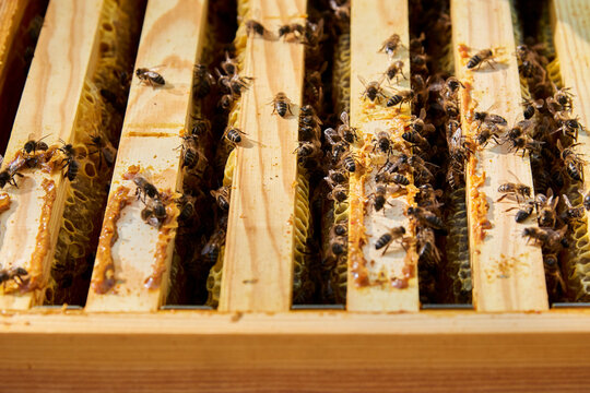 Bees working to achieve sweet honey