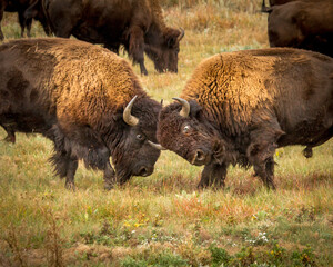 Bison Bull Fight