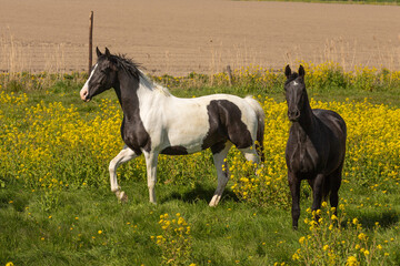 Two horses together among the blooming rapeseed in the pasture.