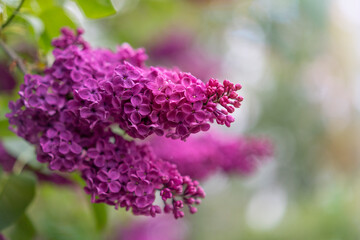 Beautiful  flowering lilac branch.  Place for text.