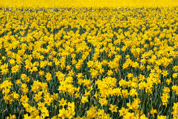 Bulb field full of yellow flowering daffodils.