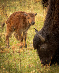 Baby Bison in the Rain