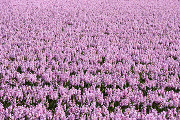 Fototapeta premium A bulb field full of purple flowering hyacinths in the bulb region in the Netherlands.