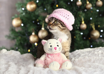 Cute little cat in a pink hat sitting near the Christmas Tree with a toy pink cat. Pets. New Year's card. christmas concept.  Animal care . Animal on a background of Christmas Tree and beautiful bokeh