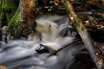 stream in the forest